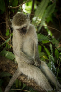 Foto safari Botswana 2017