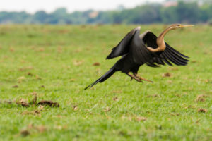 Foto safari Botswana 2017