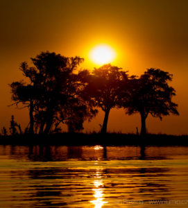 Foto safari Botswana 2017