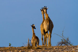 Foto safari Botswana 2017