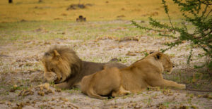 Foto safari Botswana 2017