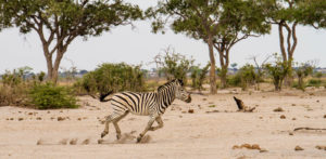 Foto safari Botswana 2017