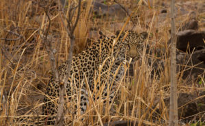 Foto safari Botswana 2017