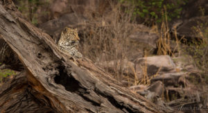 Foto safari Botswana 2017