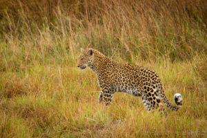 Foto safari Botswana 2017